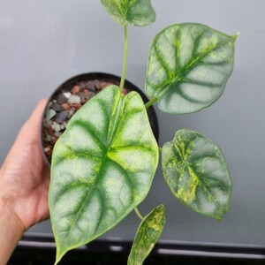 15+ Alocasia Silver Dragon Aurea Variegated Corms Bulbs