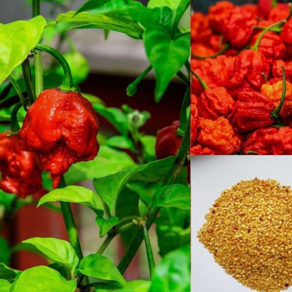 100+ Carolina Reaper Chili Pepper Samen Gemüsesamen