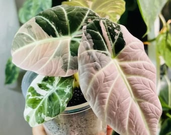 Plus de 15 bulbes panachés de rose velours noir Alocasia avec certificat phytosanitaire gratuit