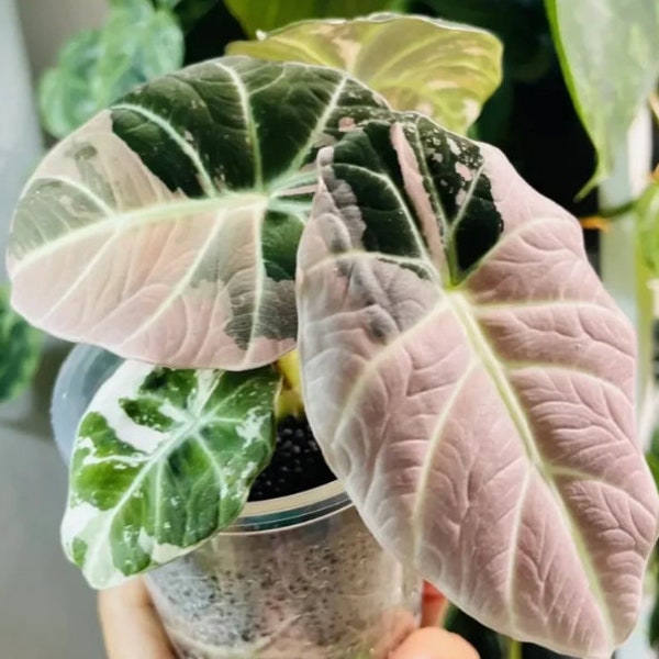 15+ Alocasia Black Velvet Pink Variegated Corms With Free Phytosanitary Certificate