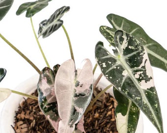 15+ Alocasia Bambino roze bonte knollen met gratis fytosanitair certificaat