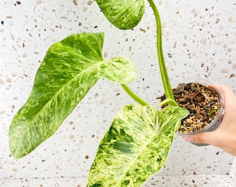 6+ Boutures racinées panachées Blizzard de Philodendron Giganteum