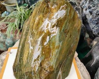 22.6kgs(588) Big size tree fossil!! Green brown of agatized petrified wood full polished surface rare limited item