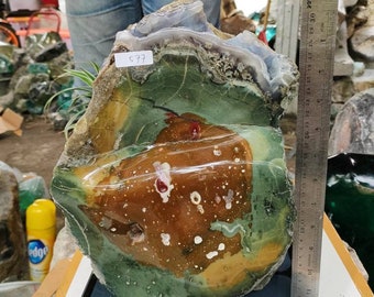 18.20kgs(577) Miracle multicolored in One" green,red,brown,yellow,white,etc" of opalized petrified wood half polished surface rare limited