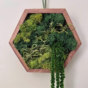 Mini Hexagon Moss Wall Art: Reindeer Moss & Amaranthus in Wood Frame