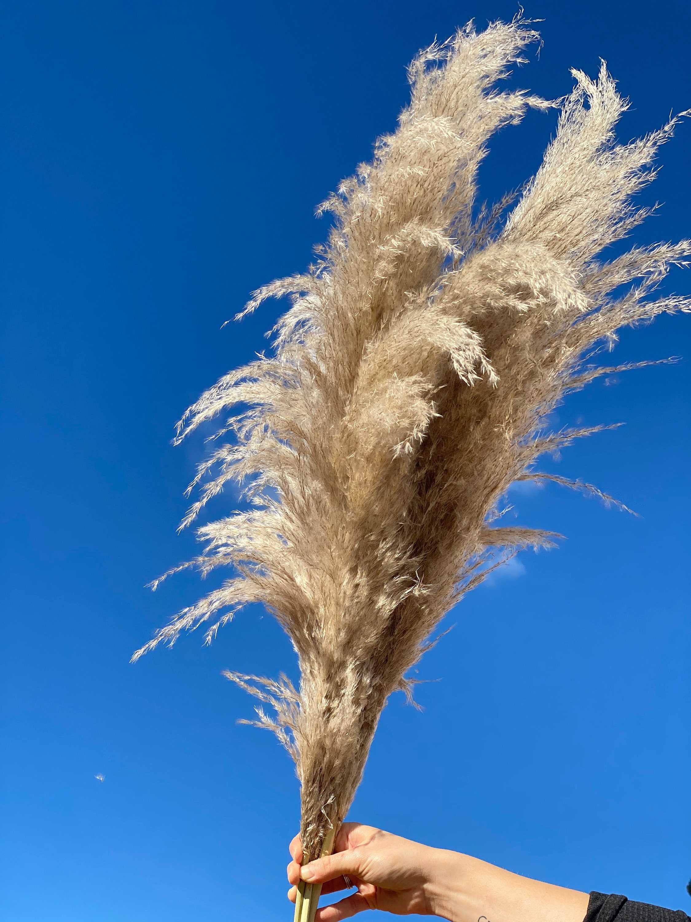 Pampas Grass Stems Etsy