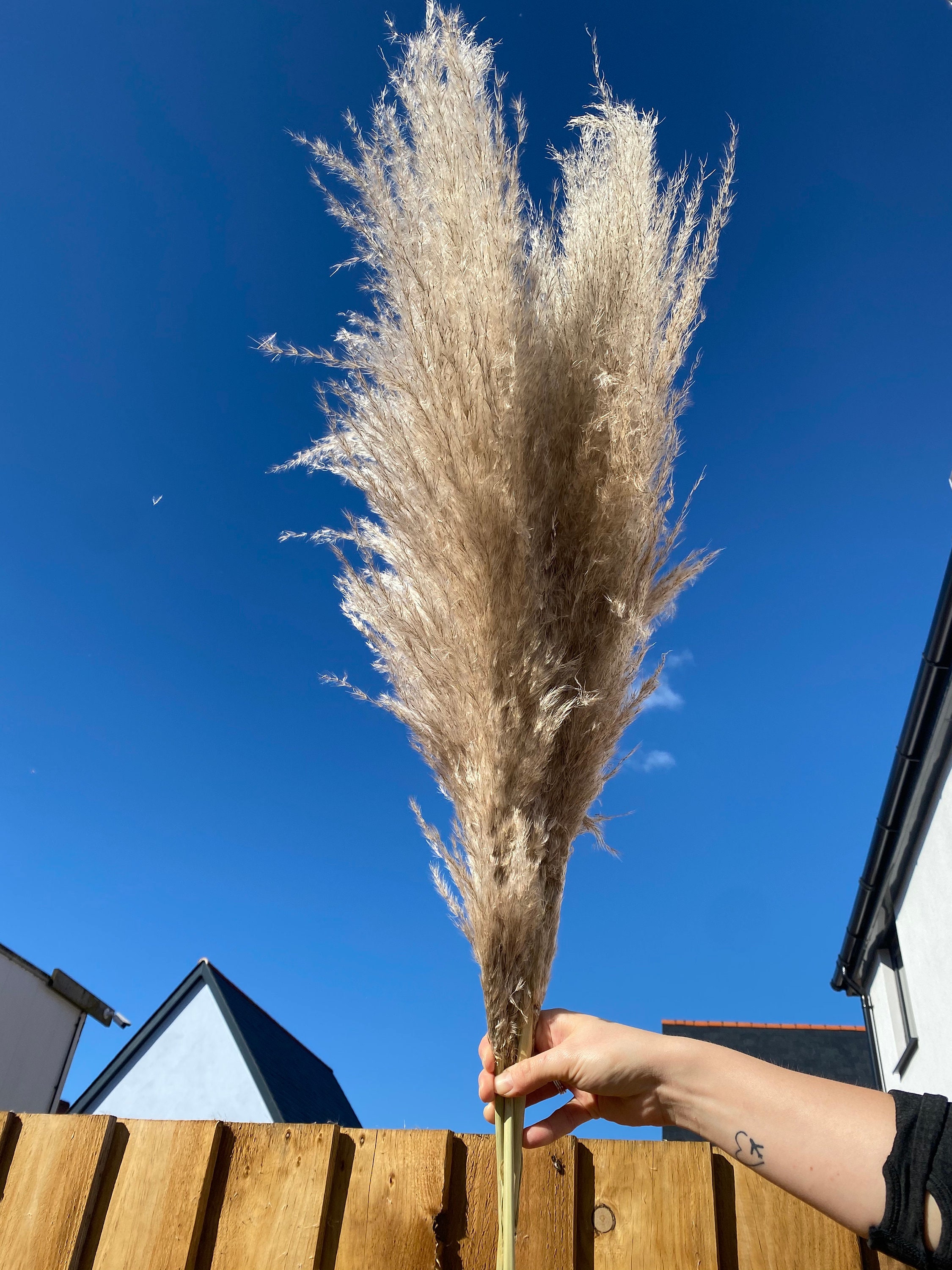 Pampas Grass Stems Etsy