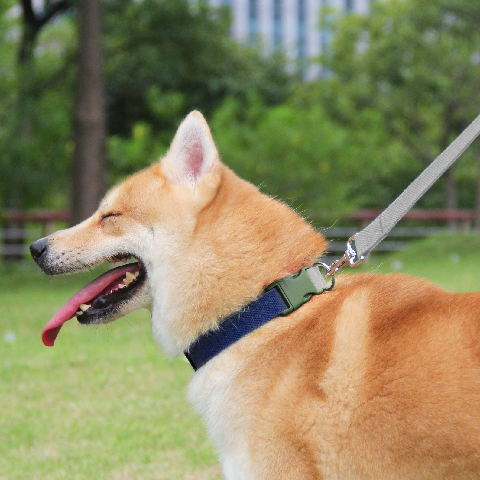 Navy Blue Dog Collar and Leash Matching Set With Soft Padded Etsy