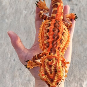 CROCHET PATTERN Bearded dragon, agama, realistic amigurumi lizard, instant download, crochet tutorial. image 6