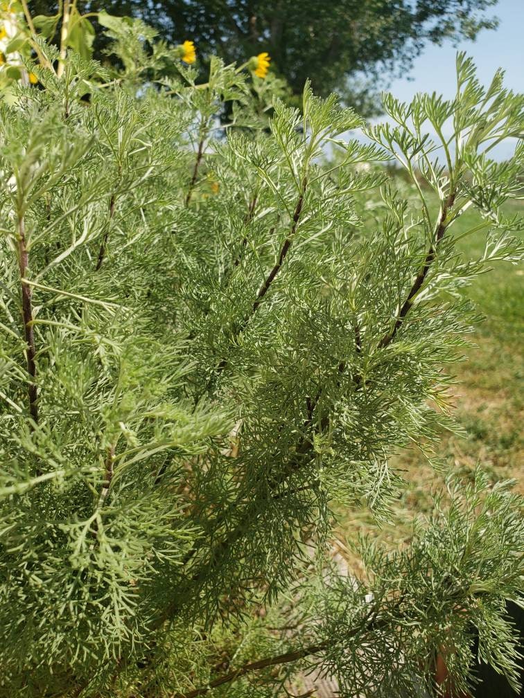 Southernwood artemisia Abrotanum 3 Bundles Sustainable Etsy