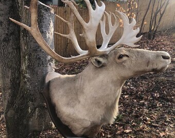 Handmade Caribou Ring Real Antler Of A Nothern Deer Caribou Bands Jewelry Bent Hospital Ir