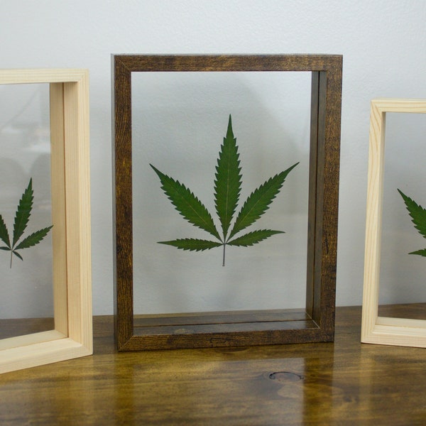 Feuille de cannabis encadrée ; Véritable feuille de cannabis séchée et pressée dans un cadre en verre double, décoration murale naturelle unique pour la maison, décoration artistique