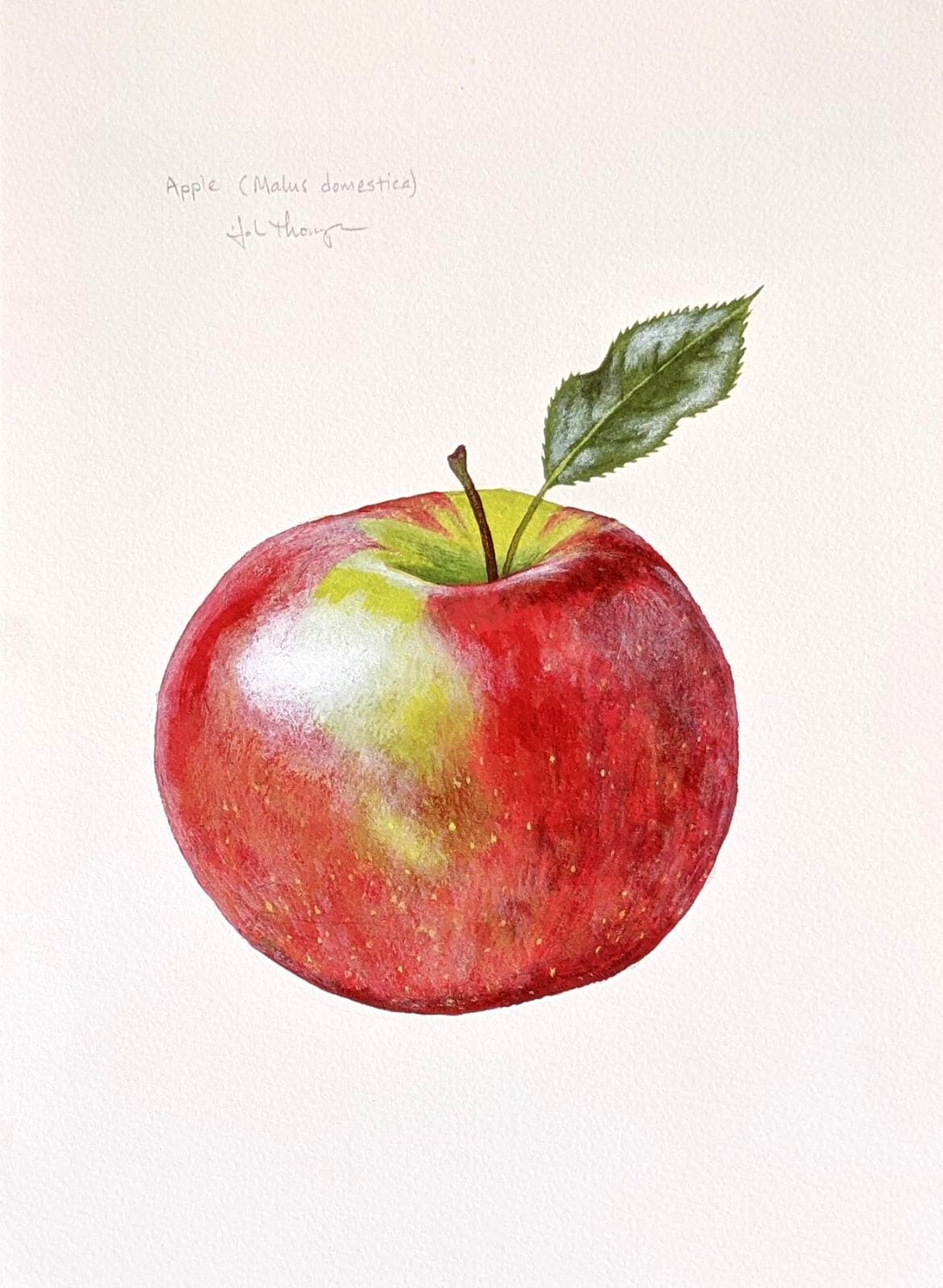 Apple Painting Botanical Artwork Beautiful Watercolor Still Etsy