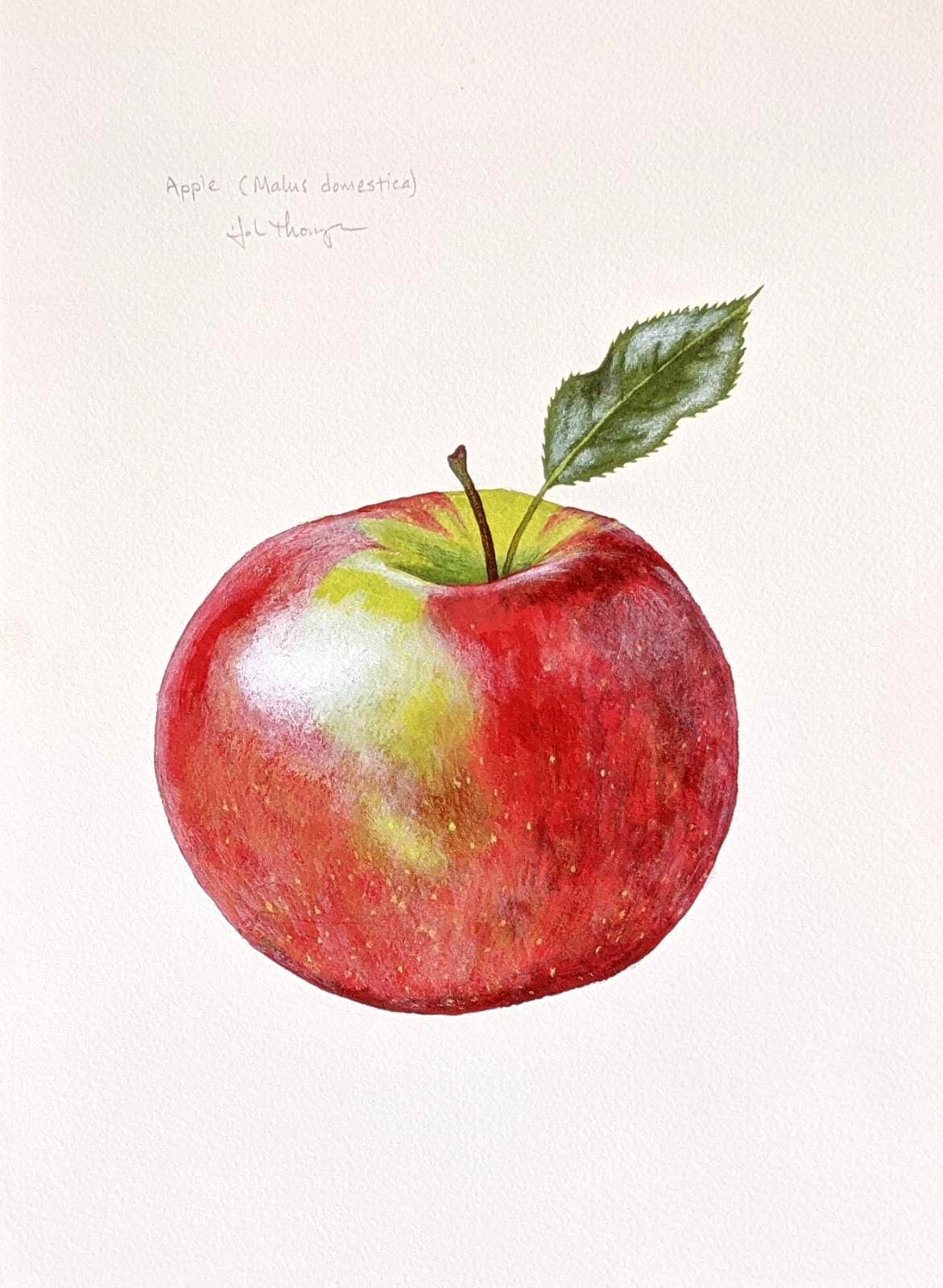 Apple Painting Botanical Artwork Beautiful Watercolor Still Life Food Still Life Food Art Kitchen Home Decor Breakfast Nook Fuji