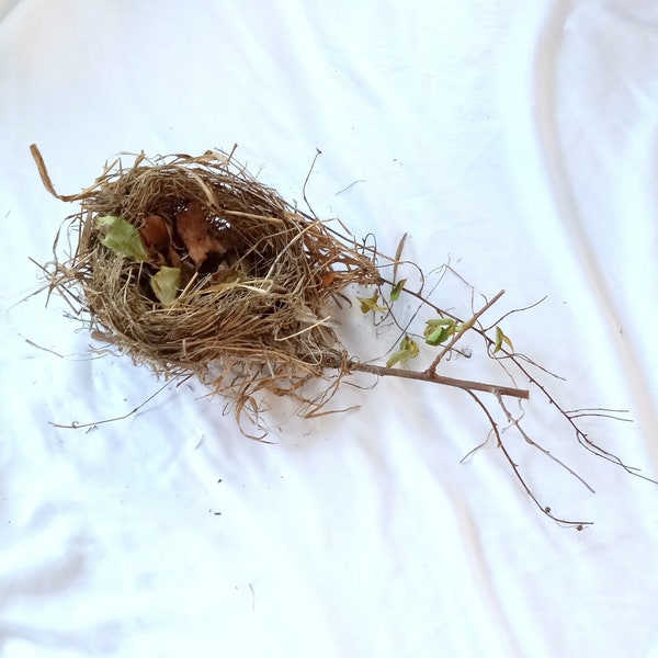 bird's nest , real bird nests , with branches , ornithology collection , classroom science , nature curiosity , nature decor