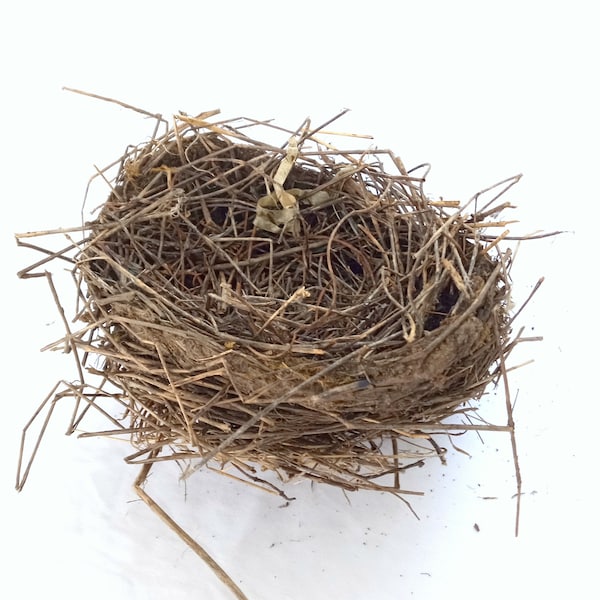 bird nest , real birds nests , robin birdnest , ornithology science , nature collection