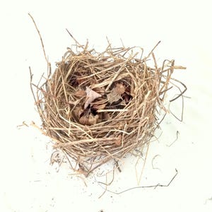 bird nest , bird&#39;s nests , real birdnest , science collection , ornithology