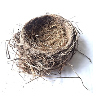 bird nest , real birds nests , robin birdnest , ornithology science , nature collection