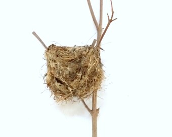 bird nest , real bird's nests , with branches , natural birdnest , ornithology , nature collection