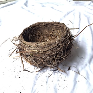 bird nest , real birds nests , robin birdnest , ornithology science , nature collection