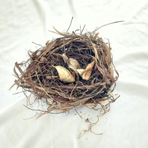 bird nest , real birdnest , bird&#39;s nests , science collection , ornithology , nature decor