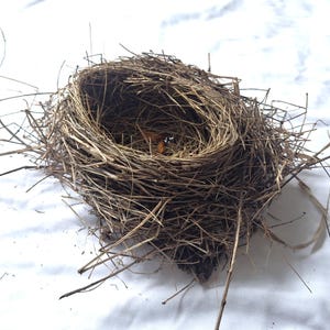 bird nest , real birds nests , robin birdnest , ornithology science , nature collection