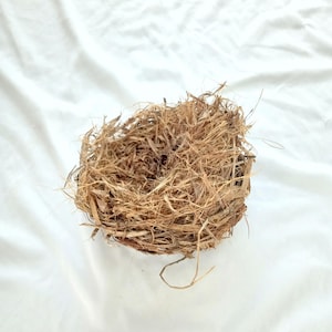 bird nest , real birdnest , bird&#39;s nests , science collection , ornithology , nature decor