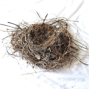 bird nest , robin nests , real birdnest , ornithology science , nature collection