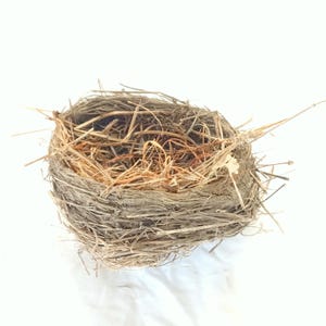 bird nest , real birds nests , robin birdnest , ornithology science , nature collection