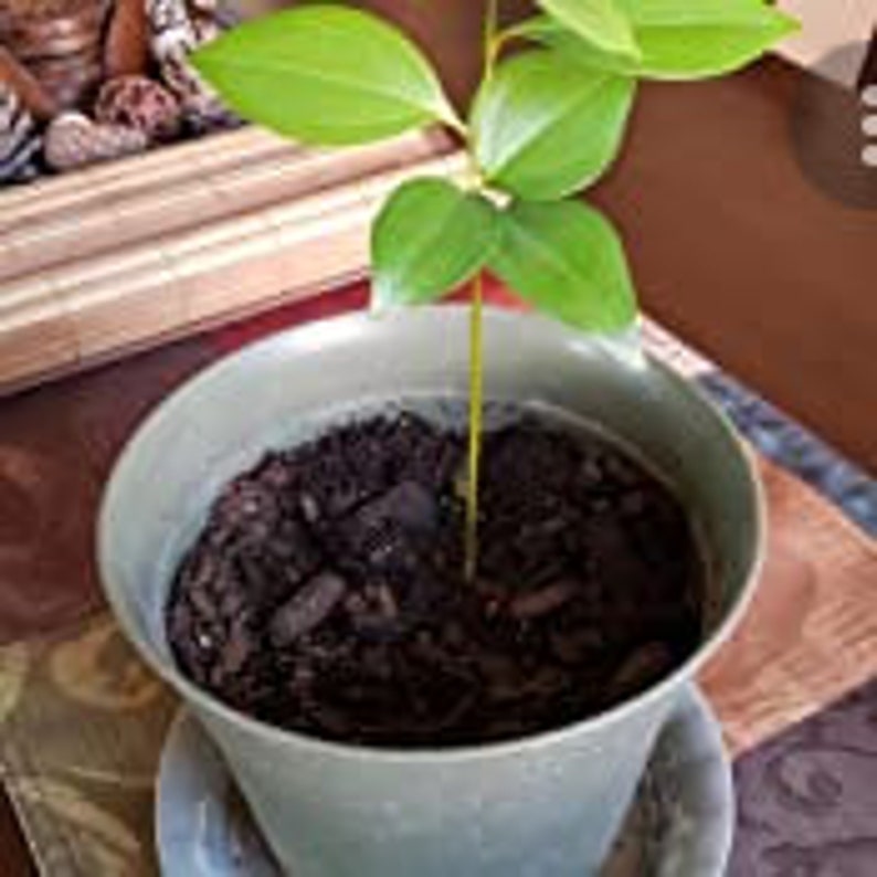 10100 Ceylon Cinnamon Seeds. Pure Planting Seeds. Cinnamon Etsy