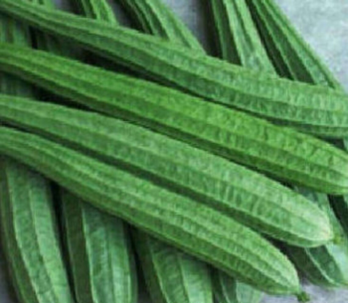 10100 Luffa Seeds. Ridge Gourd Seeds. Loofah Gourd Seeds. Etsy UK