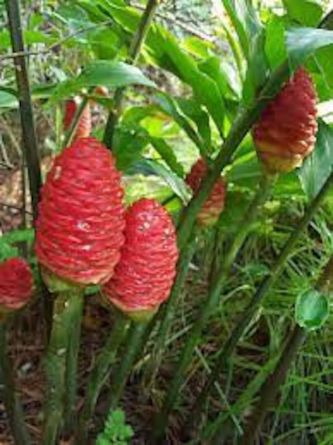 110 Shampoo Ginger Plant Rhizomes. Shampoo Ginger Roots. Etsy