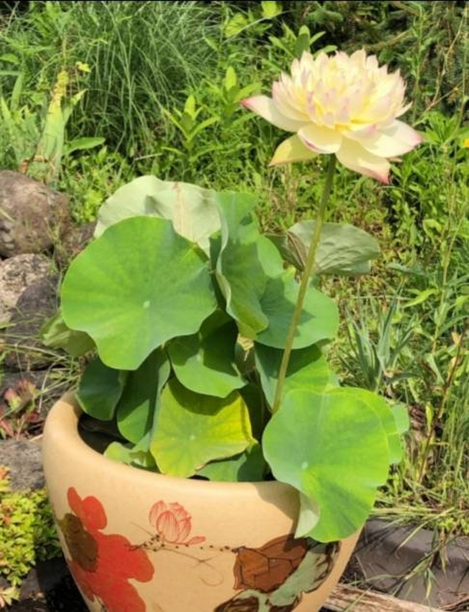 10200 Mini Lotus Seeds. 4 Colour Seeds. Bonsai Lotus Seeds. Etsy