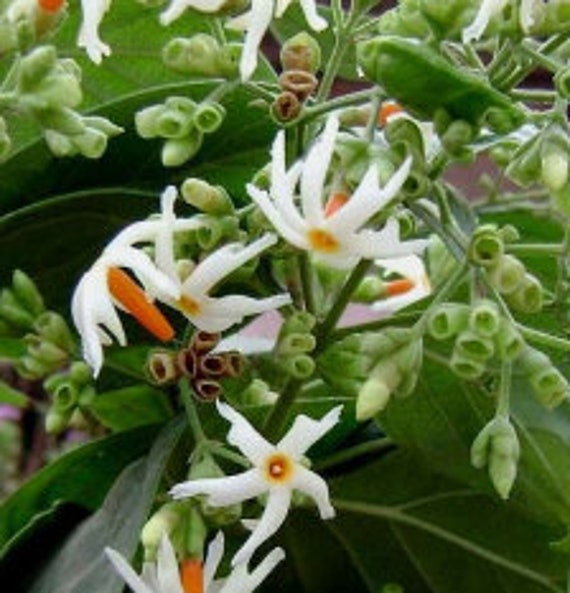 10 Seeds nyctanthes arbor-tristis night flowering jasmine CORAL JASMINE parijat 10 Seeds nyctanthes arbor-tristis night flowering jasmine CORAL JASMINE parijat