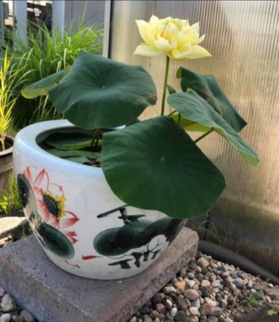 10200 Mini Lotus Seeds. 4 Colour Seeds. Bonsai Lotus Seeds. Etsy