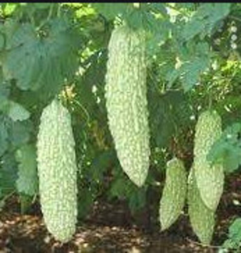 10 100 White Bitter Gourd Seeds Bitter Melon Seeds Bitter Etsy