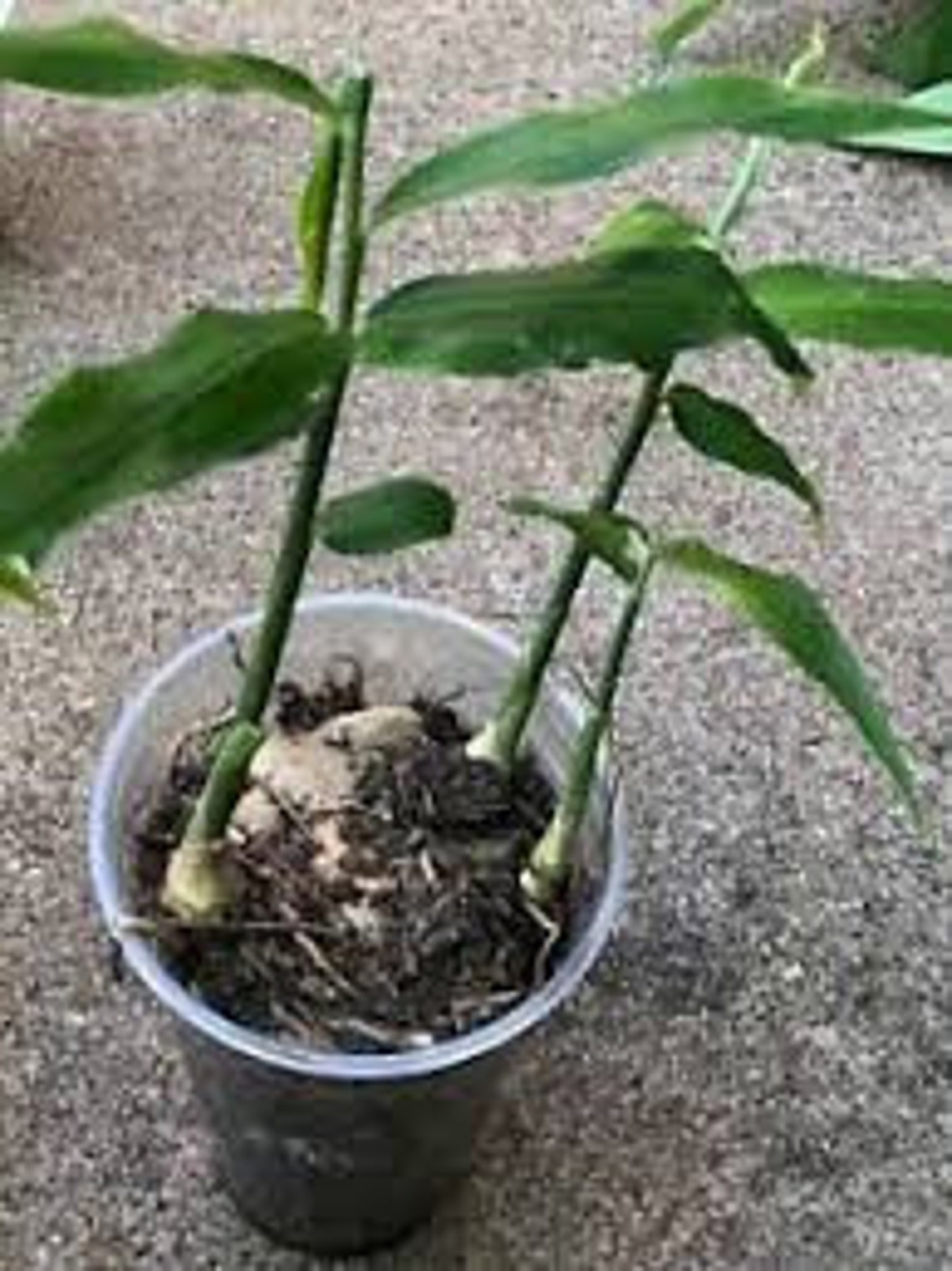 110 Shampoo Ginger Plant Rhizomes. Shampoo Ginger Roots. Etsy