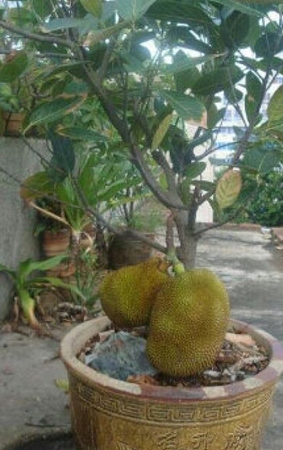 Dwarf Jackfruit Tree
