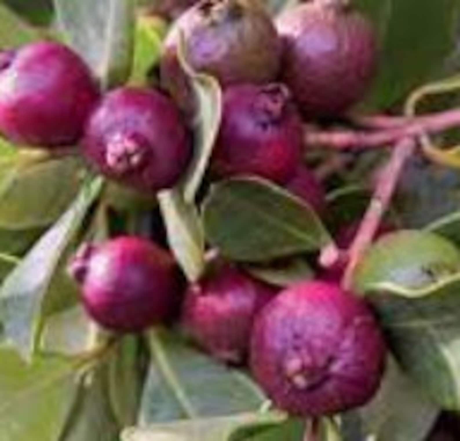 Strawberry Guava Seeds. Tropical Guava Seeds. Fruit Seeds From Etsy