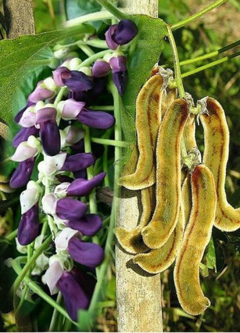 10100 Velvet Beans Seeds. Mucuna Pruriens Seeds. Monkey Etsy