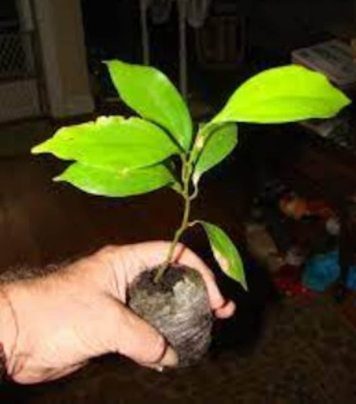 10100 Ceylon Cinnamon Seeds. Pure Planting Seeds. Cinnamon Etsy UK