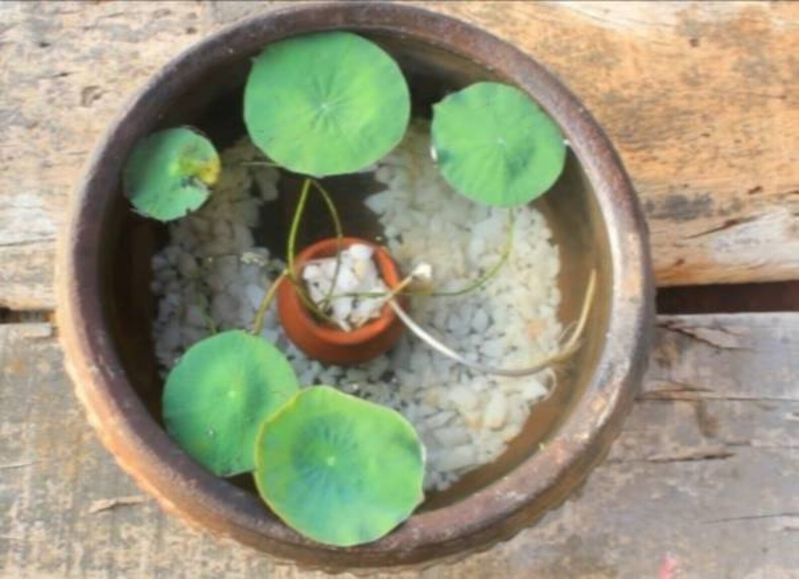 10200 Mini Lotus Seeds. 4 Colour Seeds. Bonsai Lotus Seeds. Etsy