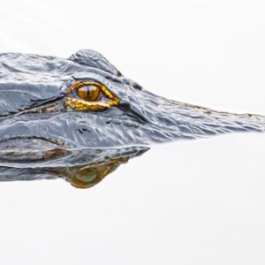Op de afbeelding: Een close-up van het oog van een alligator, met een gele iris en een zwarte pupil, die uit het water kijkt. De donkere, schubbige huid van de alligator is zichtbaar, en zijn reflectie is te zien in het water.