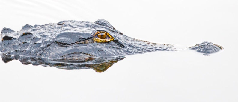 Op de afbeelding: Een close-up van het oog van een alligator, met een gele iris en een zwarte pupil, die uit het water kijkt. De donkere, schubbige huid van de alligator is zichtbaar, en zijn reflectie is te zien in het water.