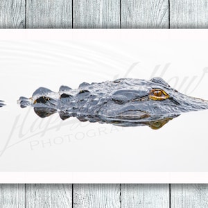 Op de afbeelding: Een close-up van de kop en het lichaam van een alligator die gedeeltelijk ondergedompeld is in een stilstaande watermassa. Het oog van de alligator is zichtbaar, evenals zijn schubben op zijn rug.