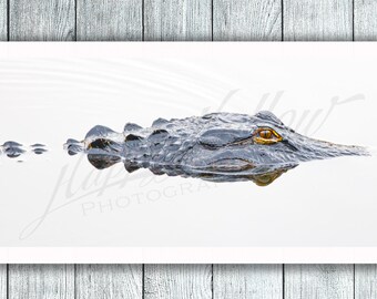 Swimming Alligator Photo Print, Florida Wildlife Photograph, Coastal Wall Art