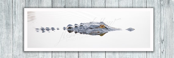Swimming Alligator Photo Print: Florida Wildlife Wall Art