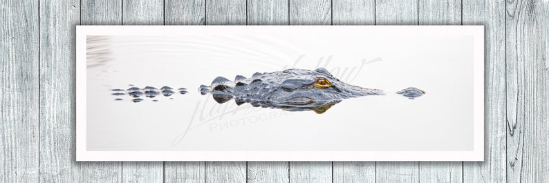 Op de afbeelding: Een close-up van de kop en het lichaam van een alligator die gedeeltelijk ondergedompeld is in een stilstaande watermassa. Het oog van de alligator is zichtbaar, evenals zijn schubben op zijn rug.