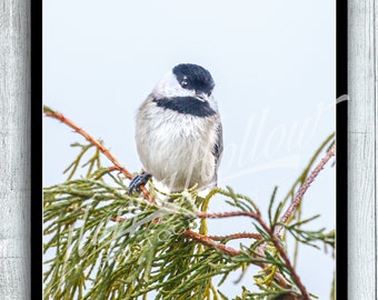 Chickadee Photograph Print, In Pine Tree, Bird Perched Picture, Songbird, Cute Chickadee, Bird Fine Art Print, Backyard Bird, Bird Watcher