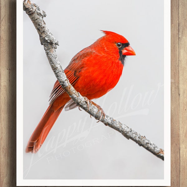 Red Cardinal Photo, Male Cardinal Print, Red Bird Photograph, Song Bird Photography, Backyard Bird, Cardinal Perched, Fine Art Print,